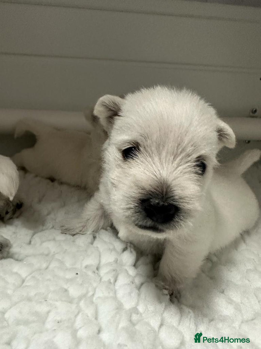 West Highland Terrier dogs for stud: Stud.. in Greenock - Image 13
