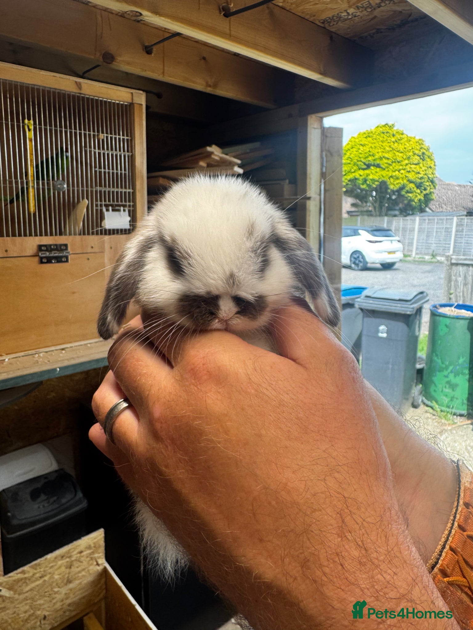 Mini Lop rabbits Gorgeous Mini Lops - Advert 19