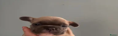 French Bulldog 4