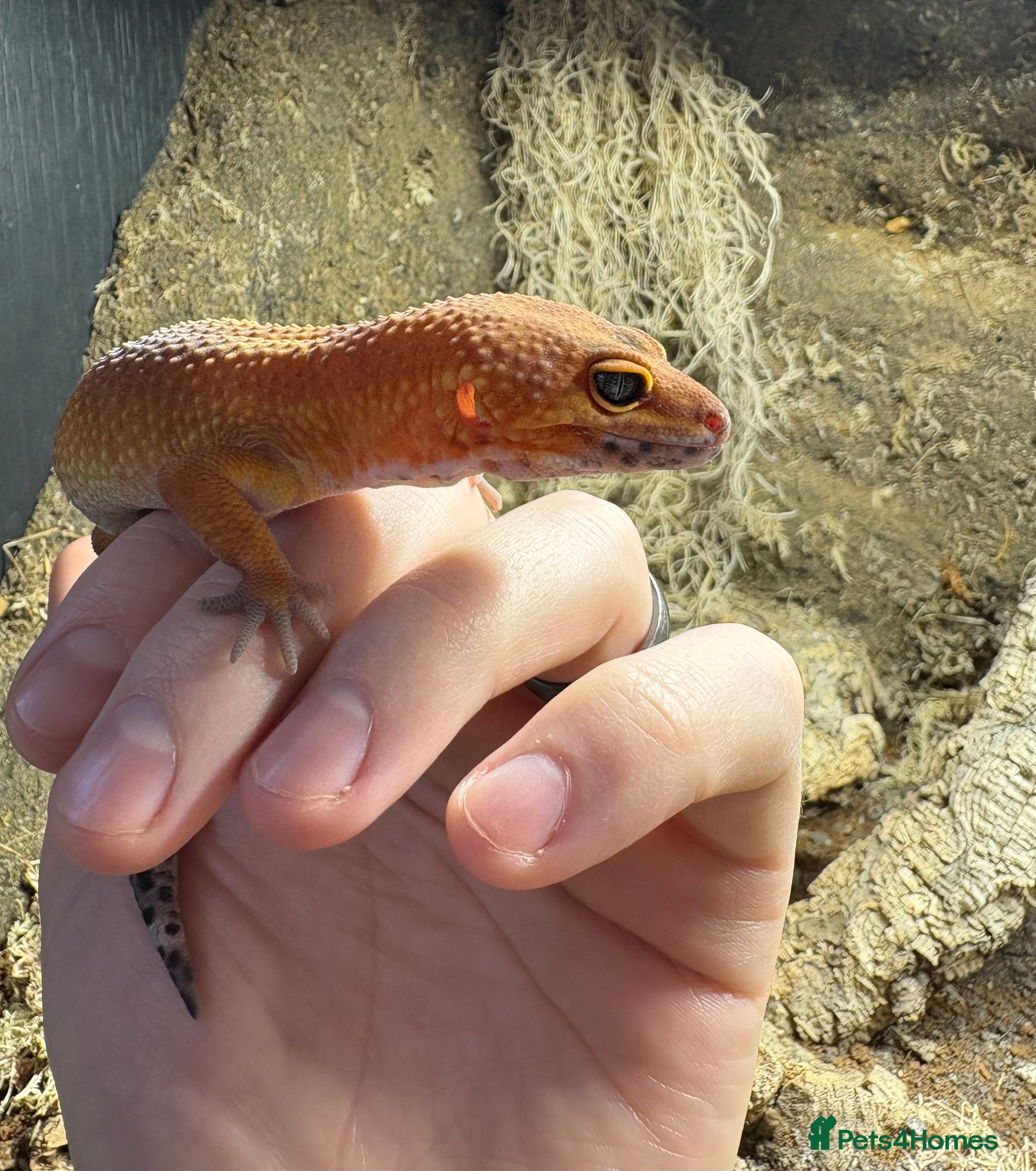 Leopard Gecko reptiles Leopard Gecko Blood Mandarin & Viv Exotic+  (3ft) - Advert 14