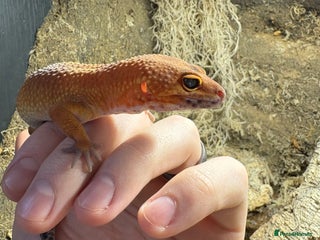 Leopard Gecko reptiles Leopard Gecko Blood Mandarin & Viv Exotic+ (3ft) - Advert 1