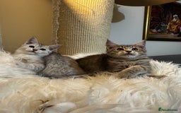 Maine Coon cats for sale: Beautiful Maine coon Mixed Kittens  🏡 - Image 2