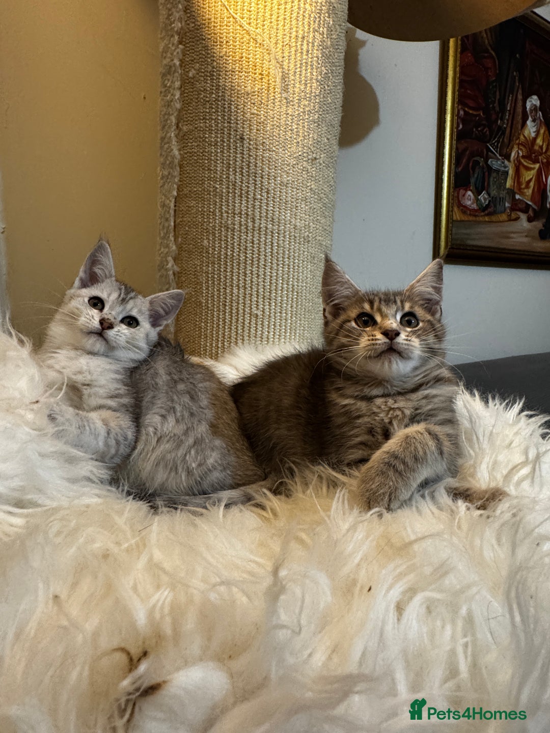 Maine Coon cats for sale: Beautiful Maine coon Mixed Kittens  🏡 - Image 2