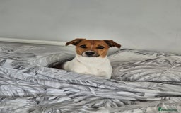 Jack Russell dogs for sale: Beautiful Jack Russell - Image 3