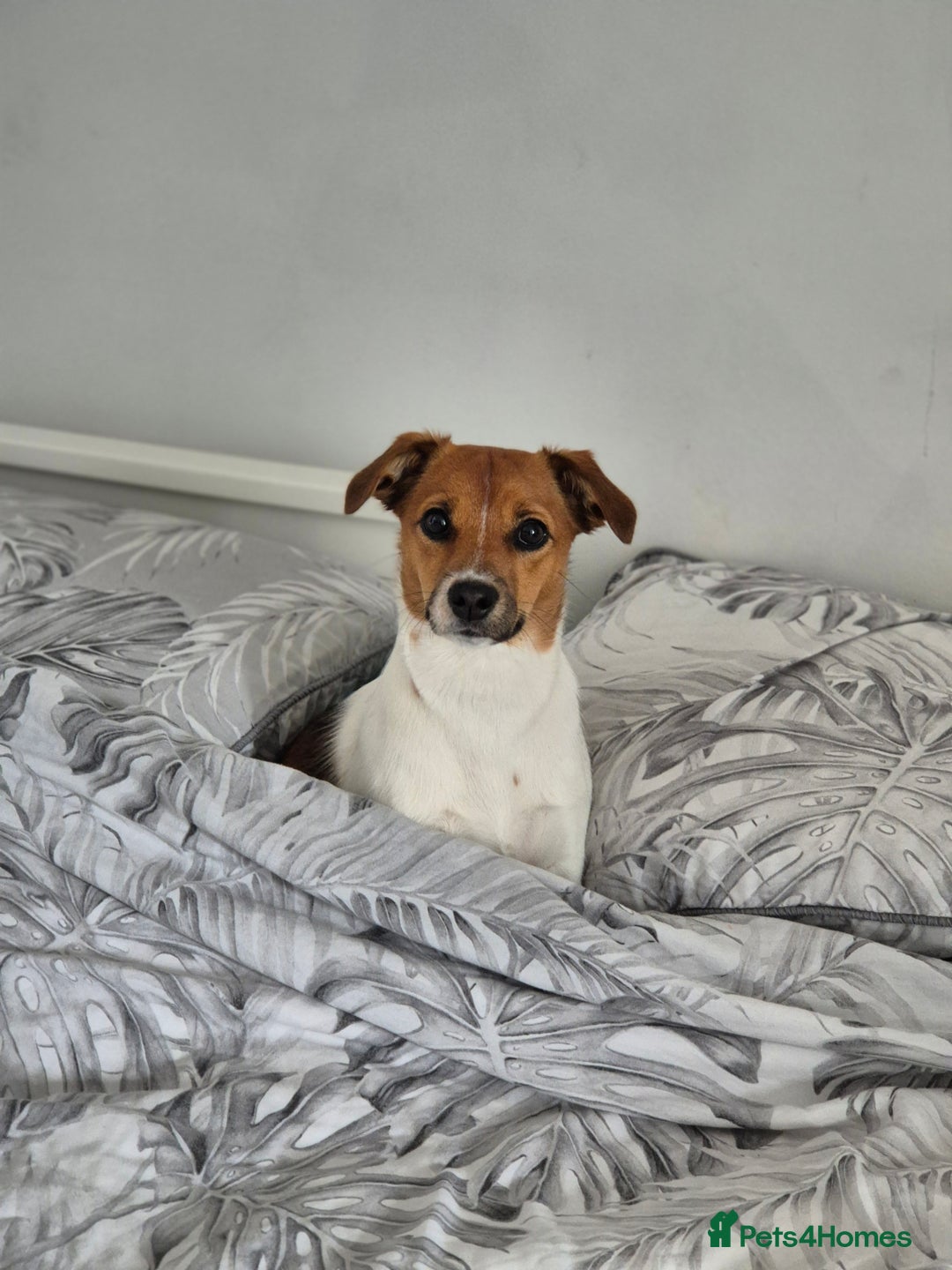 Jack Russell dogs for sale: Beautiful Jack Russell - Image 3