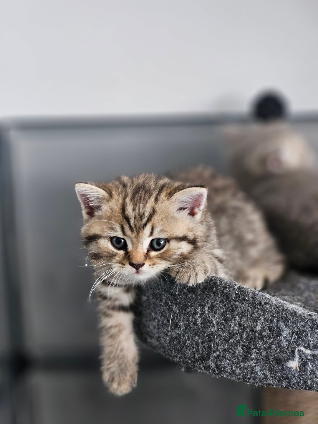 British Shorthair cats for sale: Rare GCCF Registered British Shorthair Kittens  - Image 13