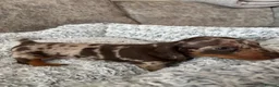 Miniature Dachshund dogs for sale: Miniature Dachshunds Smooth Haired KC Registered. - Advert 24