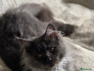 Maine Coon cats Breeding Suds and Queens Available now - Advert 14