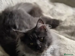 Maine Coon cats Breeding Suds and Queens Available now - Advert 8