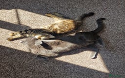 Mixed Breed cats for sale: Dusty and Misty are Affectionate and loving Duo - Image 7