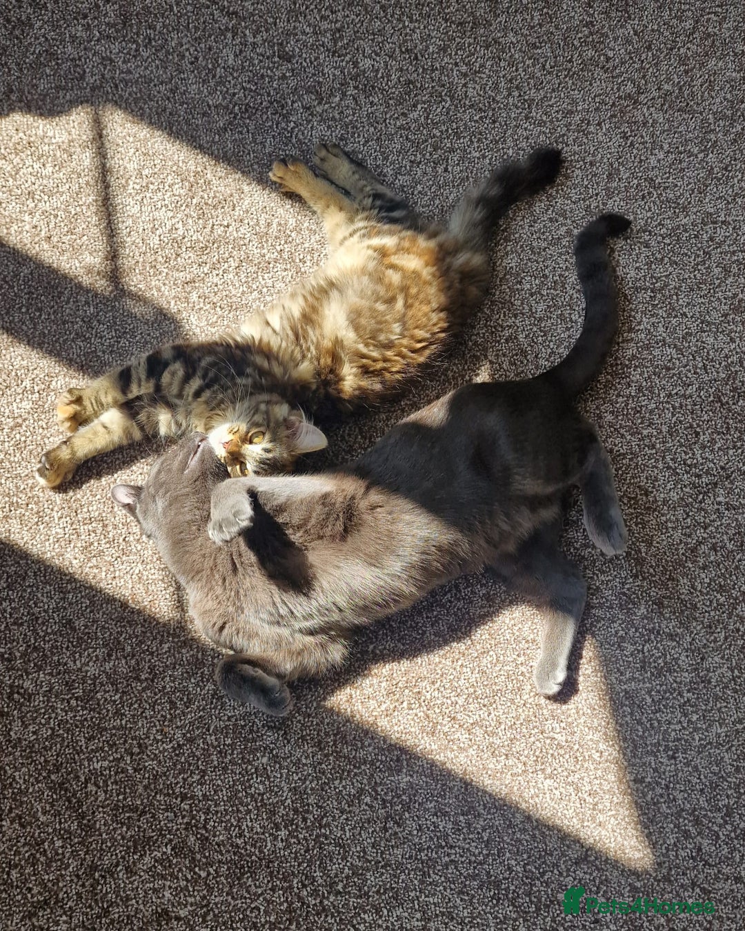 Mixed Breed cats for sale: Dusty and Misty are Affectionate and loving Duo - Image 7