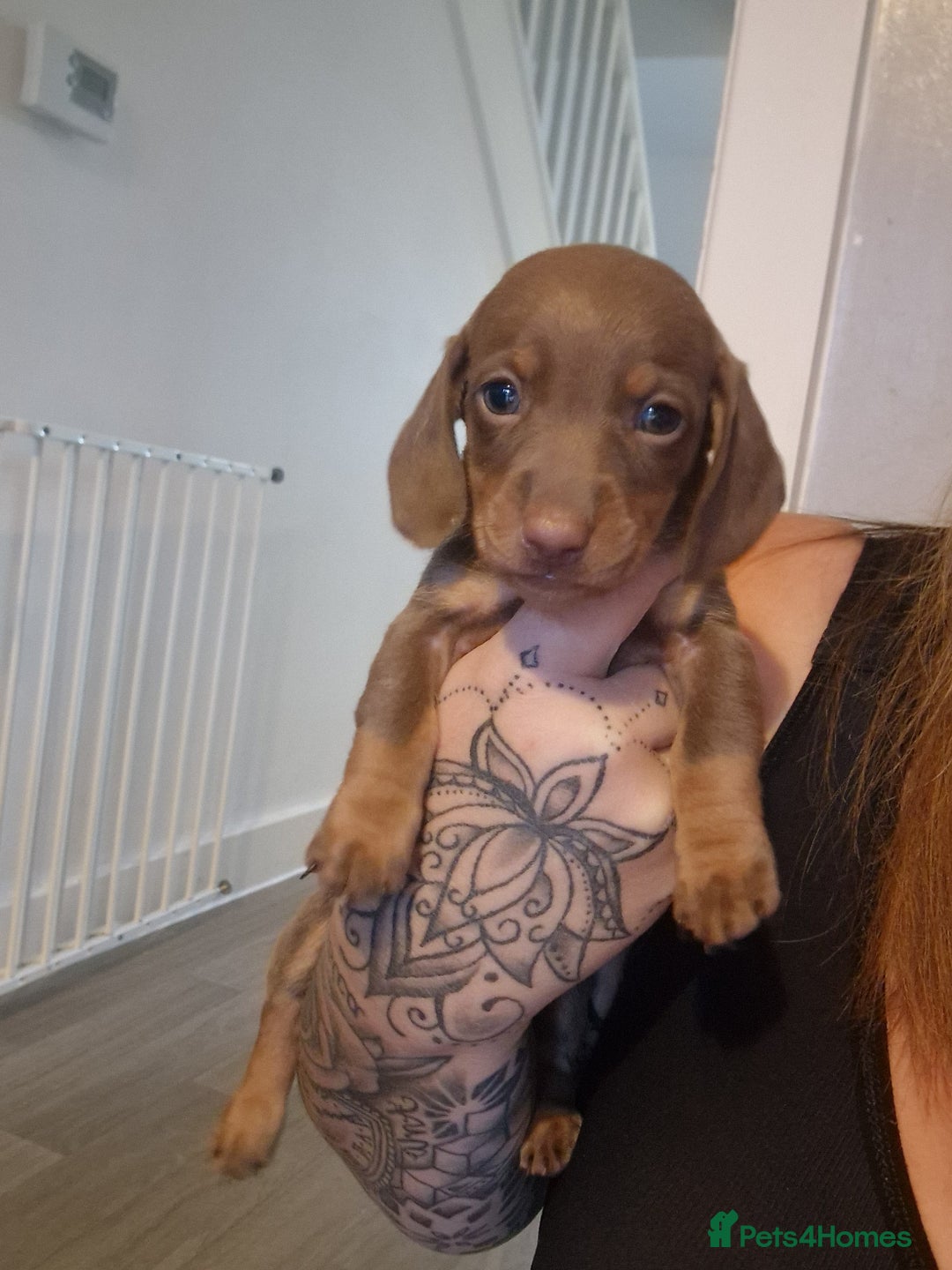 Miniature Dachshund dogs for sale: Minature short haired dachshund  - Image 3