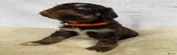 Mixed Breed dogs for sale: Cockapoo mix  in Dartmouth - Advert 11