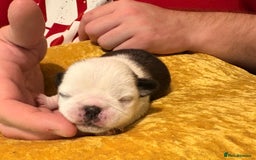 Jug dogs for sale: Amazing Jug Puppies - Image 9