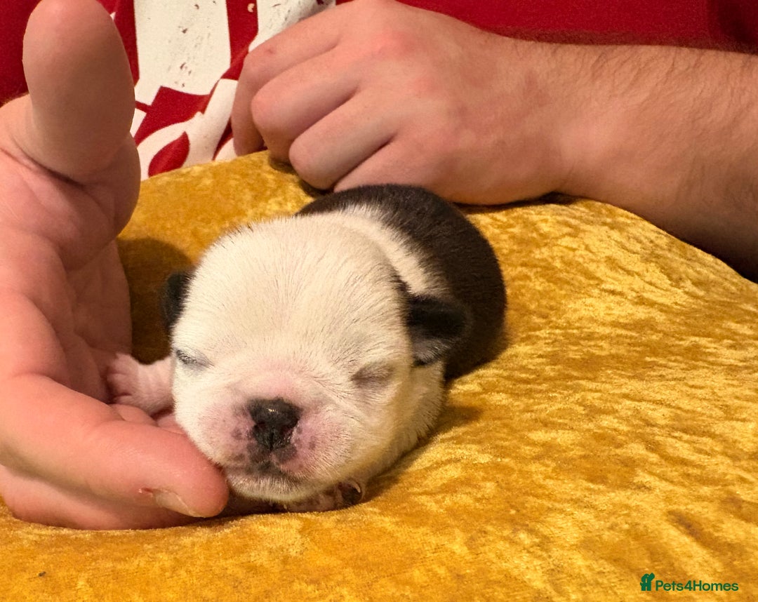 Jug dogs for sale: Amazing Jug Puppies - Image 9