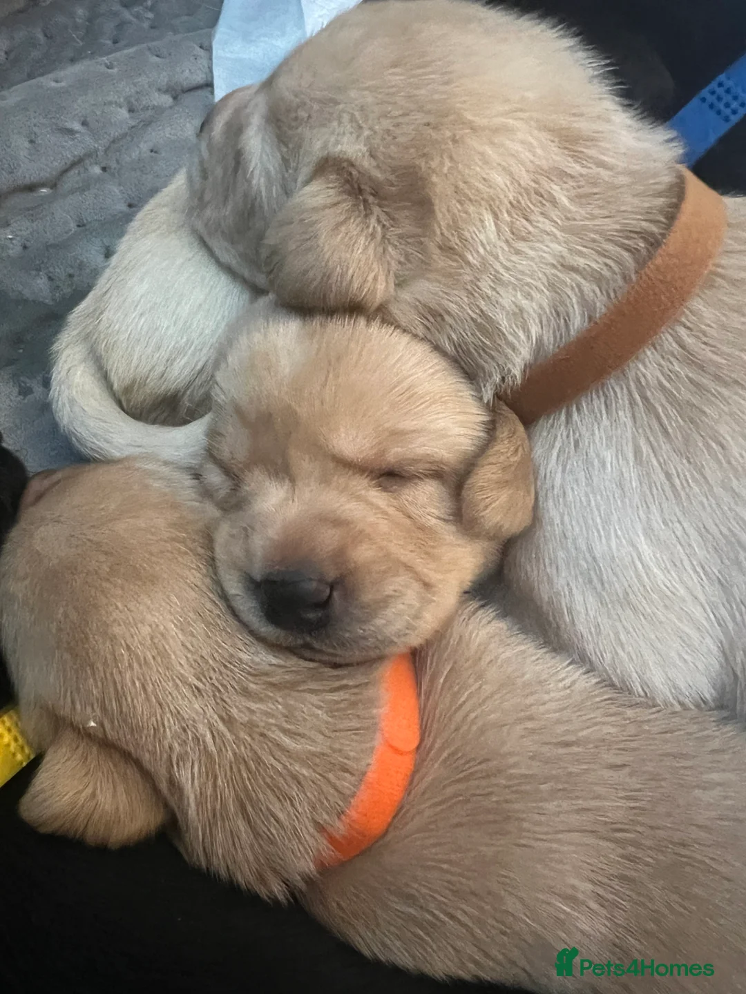 Labrador Retriever dogs for sale: Black and golden Labrador pups for sale  in Darlington - Advert 11