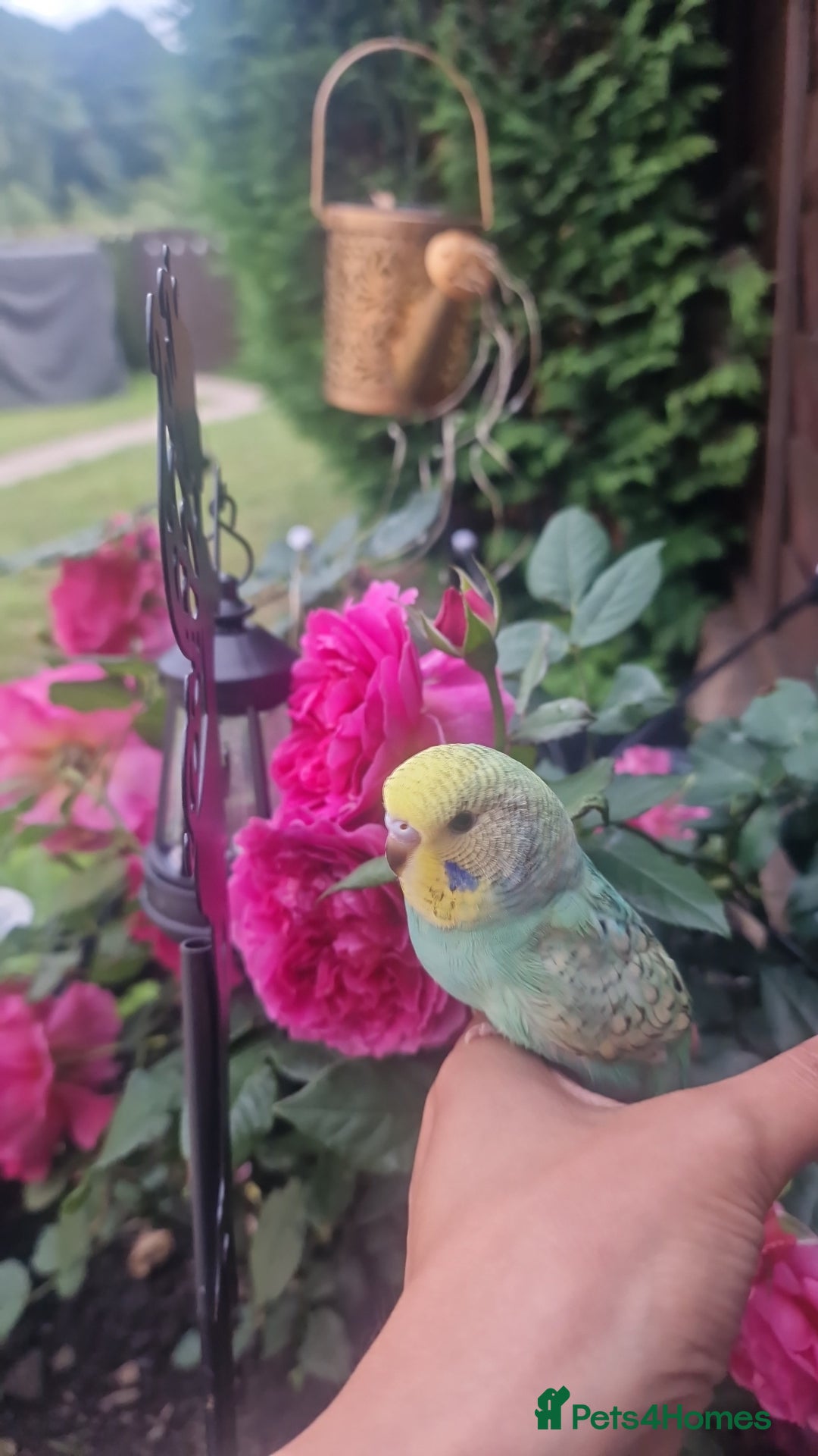 Budgerigars birds for sale: Tame budgie - Image 1