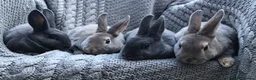 Rex rabbits for sale: Beautiful Purebreed Velvet Mini Rex rabbits - Advert 13