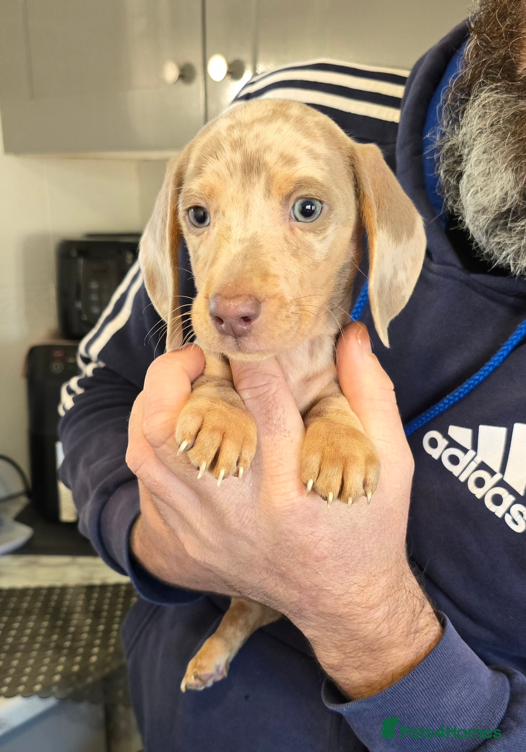 Dachshund dogs for sale: 4 beautiful dachshund boy puppies  - Advert 6