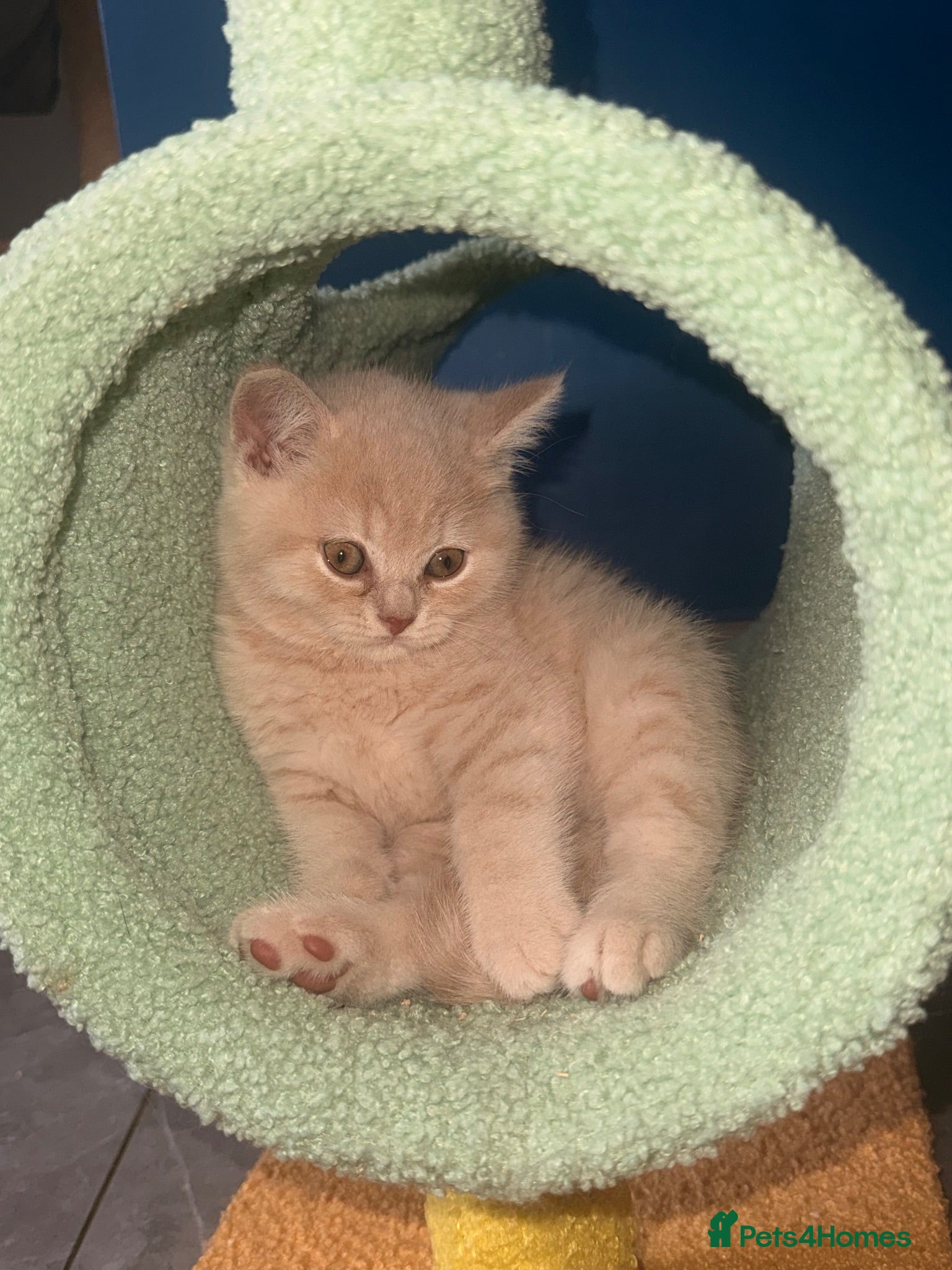 British Shorthair cats GCCF REGISTERED BRITISH SHORTHAIRS  - Advert 1