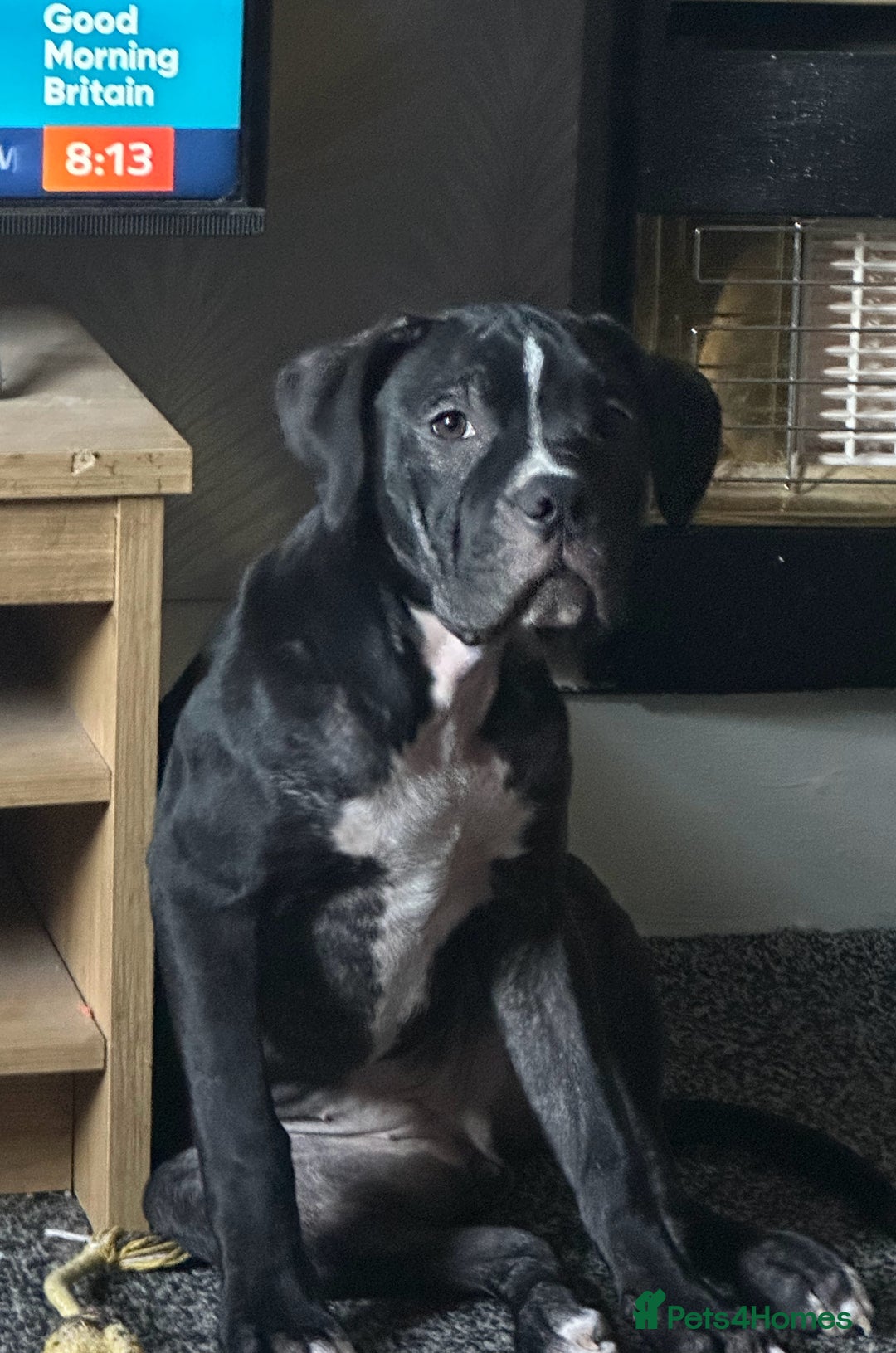 Mixed Breed dogs for sale: Cane Corso x Staffordshire Bull Terrier - Advert 4