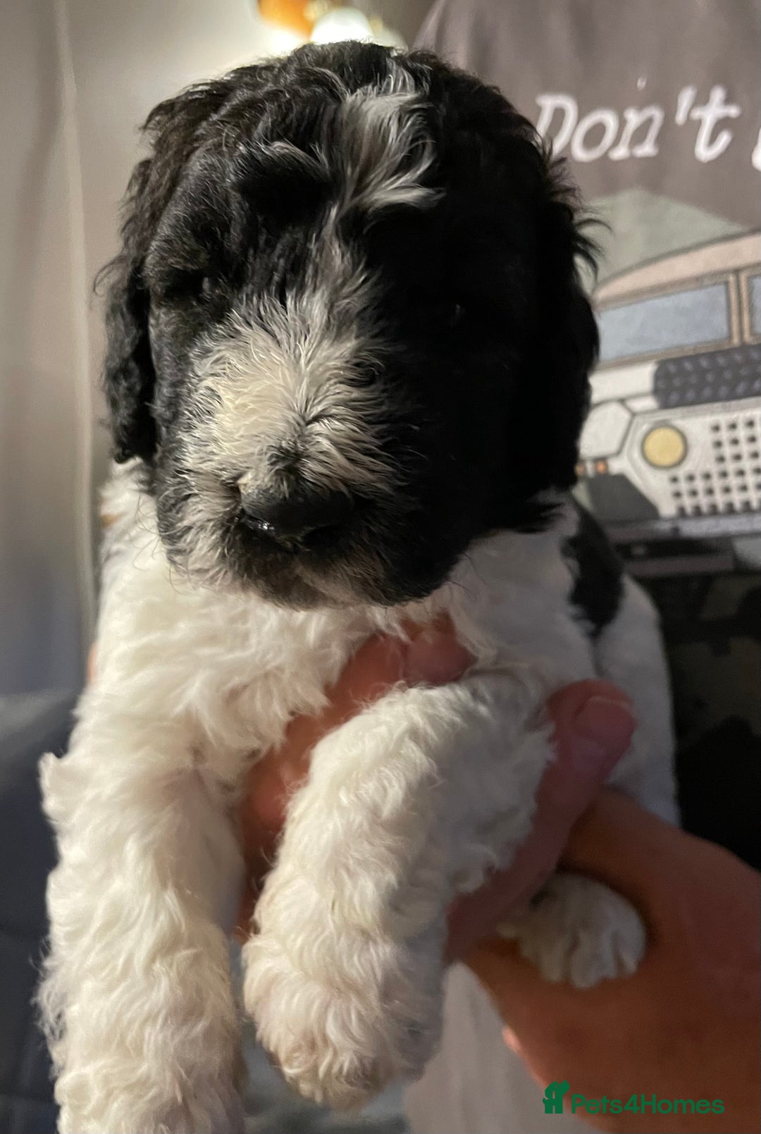 Mixed Breed dogs for sale: St Berdoodle ( St Bernard x Standard poodle) - Image 21