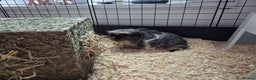 Guinea Pig rodents for sale: 2 gorgeous male guinea pigs - Advert 3