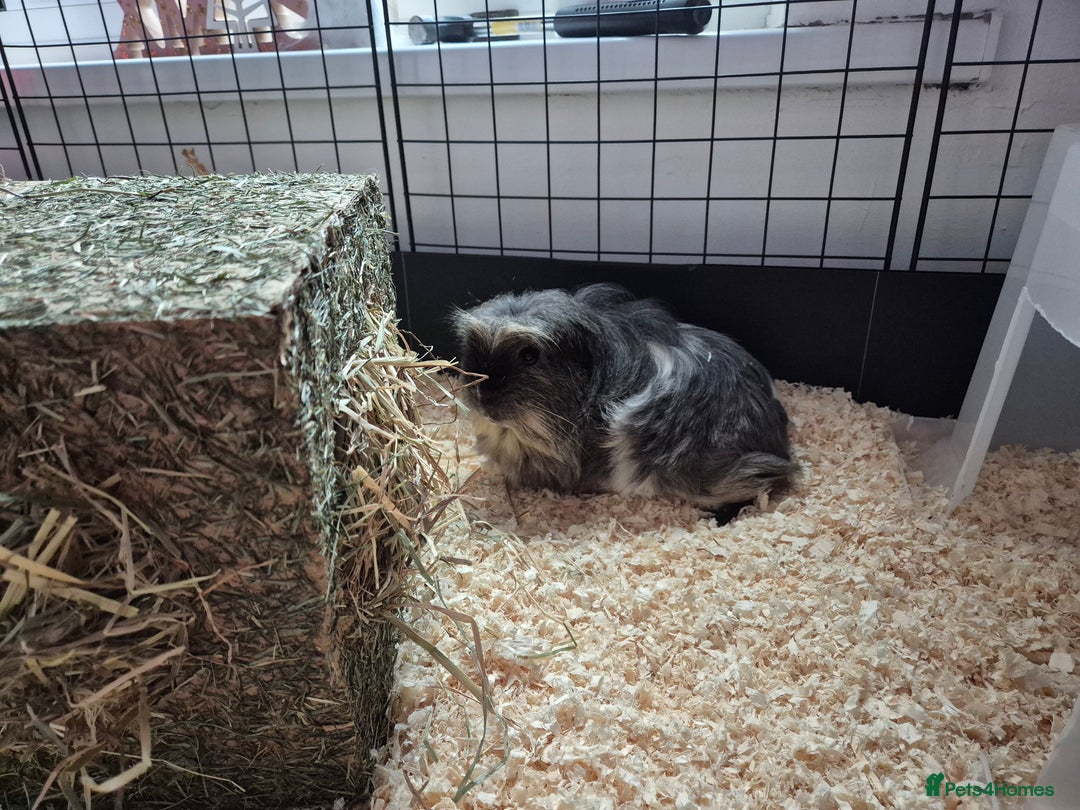 Guinea Pig rodents for sale: 2 gorgeous male guinea pigs - Advert 3