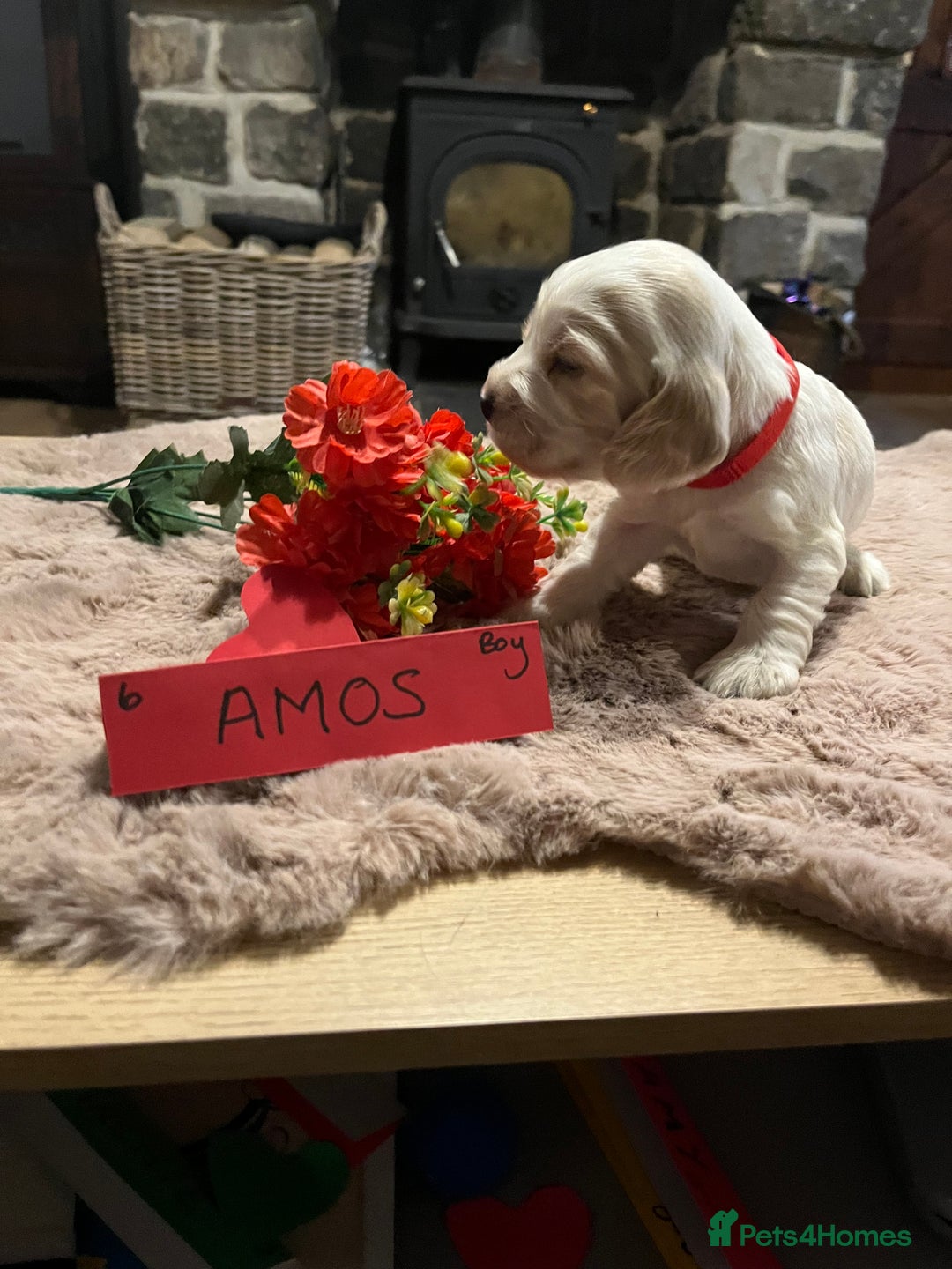 Cocker Spaniel dogs for sale: Well bred KC registered Show Cocker Spaniels - Image 7