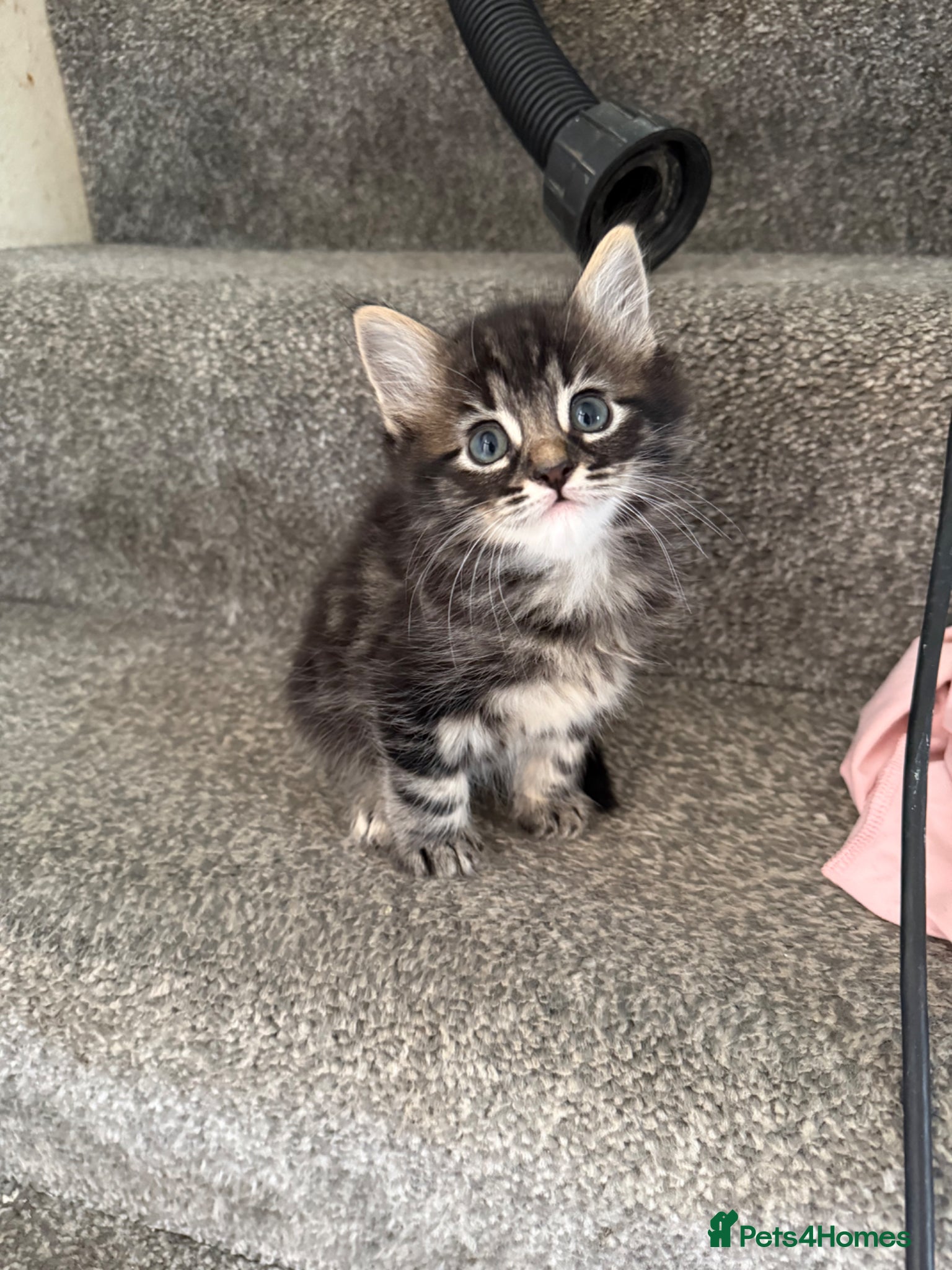 Mixed Breed cats 6 Gorgeous Kittens – Short & Fluffy –  - Advert 7