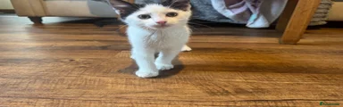 Domestic Shorthair 1
