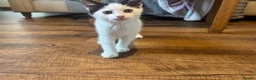 Domestic Shorthair cats for sale: X4 male kittens - Advert 2