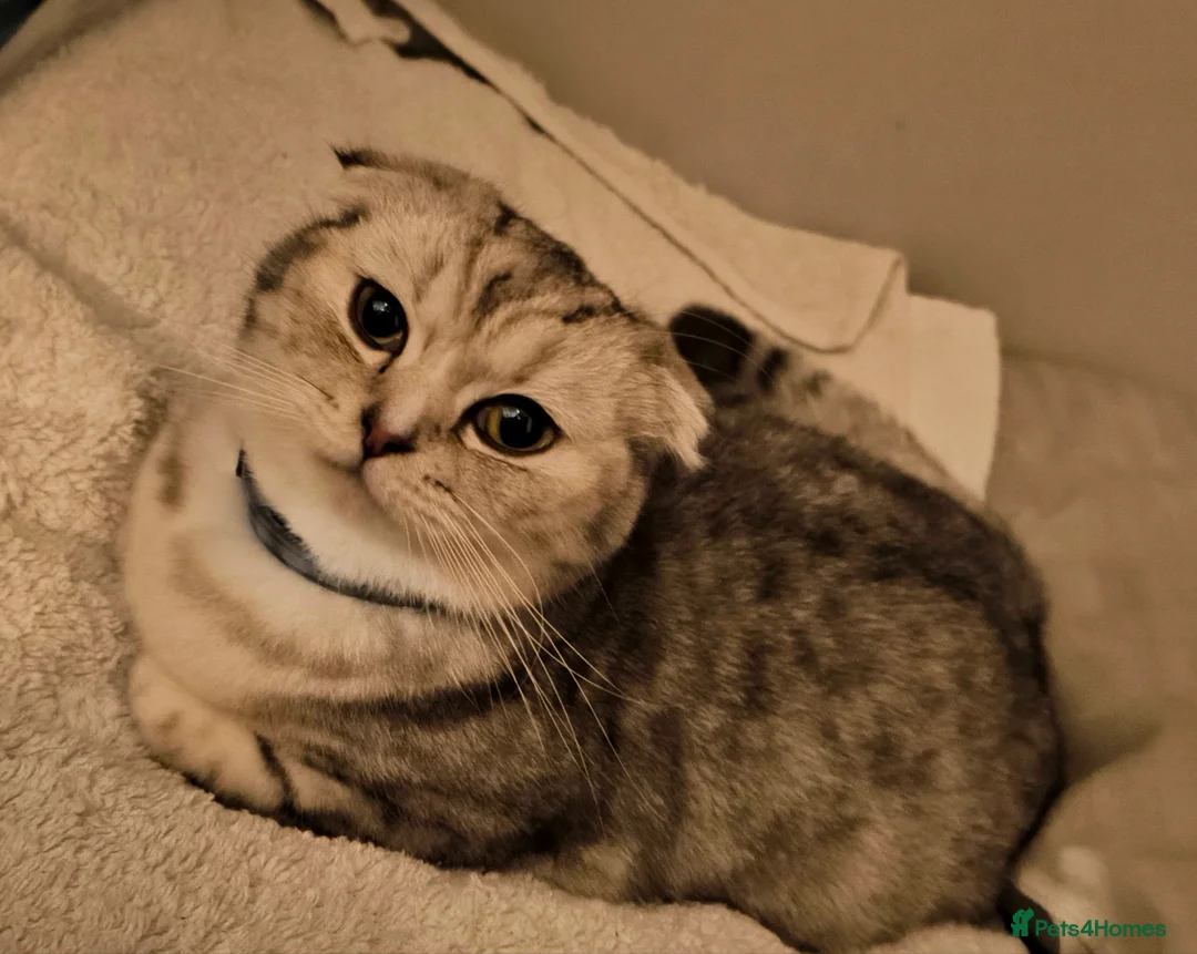 Mixed Breed cats for sale: Scottish fold/ straight kittens  - Advert 1