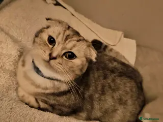 Mixed Breed cats Scottish fold/ straight kittens - Advert 1