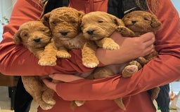 Toy Poodle dogs for stud: Proven red toy poodle For stud  ( Health tested )  in Rotherham - Image 24