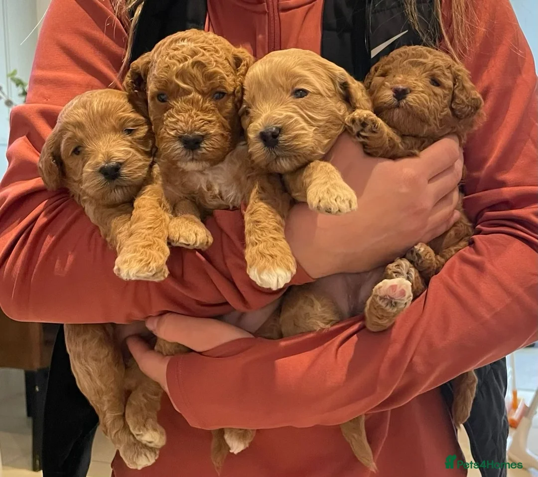 Toy Poodle dogs for stud: Proven red toy poodle For stud  ( Health tested )  in Rotherham - Advert 25