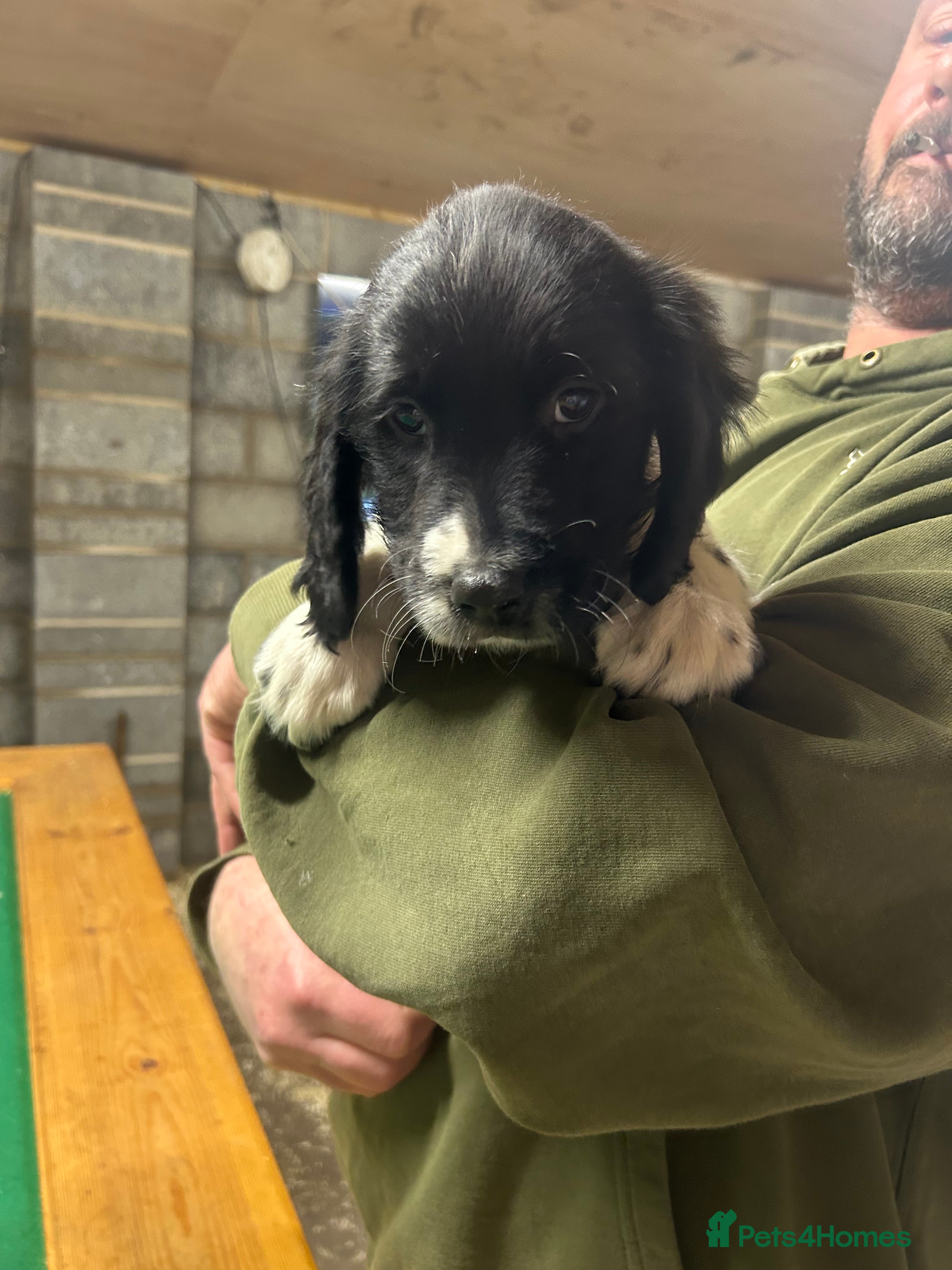 Sprocker dogs Only 1 beautiful sprocker left for sale  - Advert 5