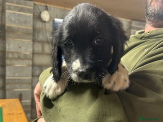 Sprocker dogs Only 1 beautiful sprocker left for sale - Advert 12