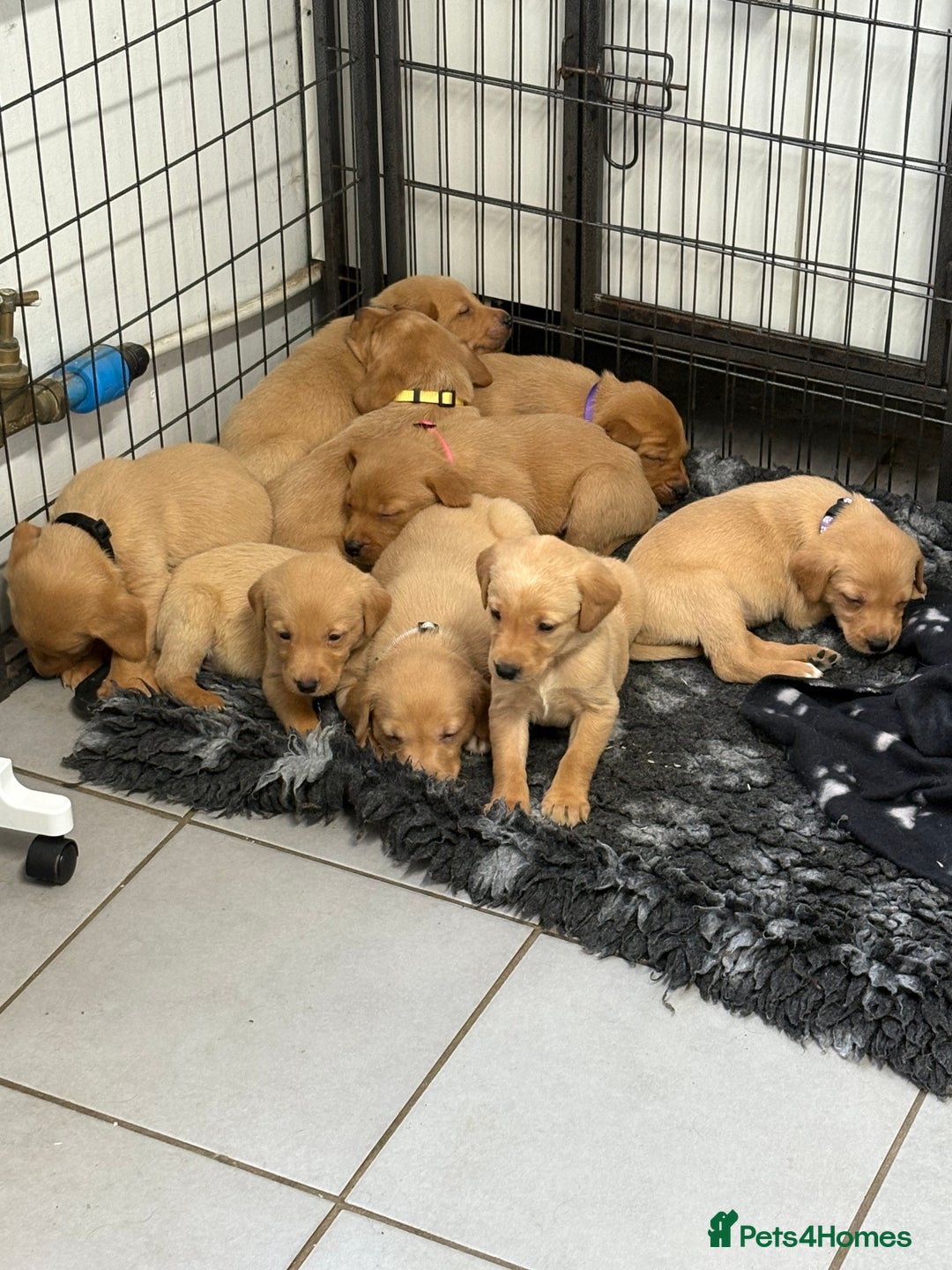 Labrador Retriever dogs for sale: Most Beautiful litter of KC Reg Fox Labradors - Advert 9