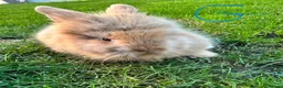 Lionhead rabbits for sale: Lionhead rabbits for sale  - Advert 24