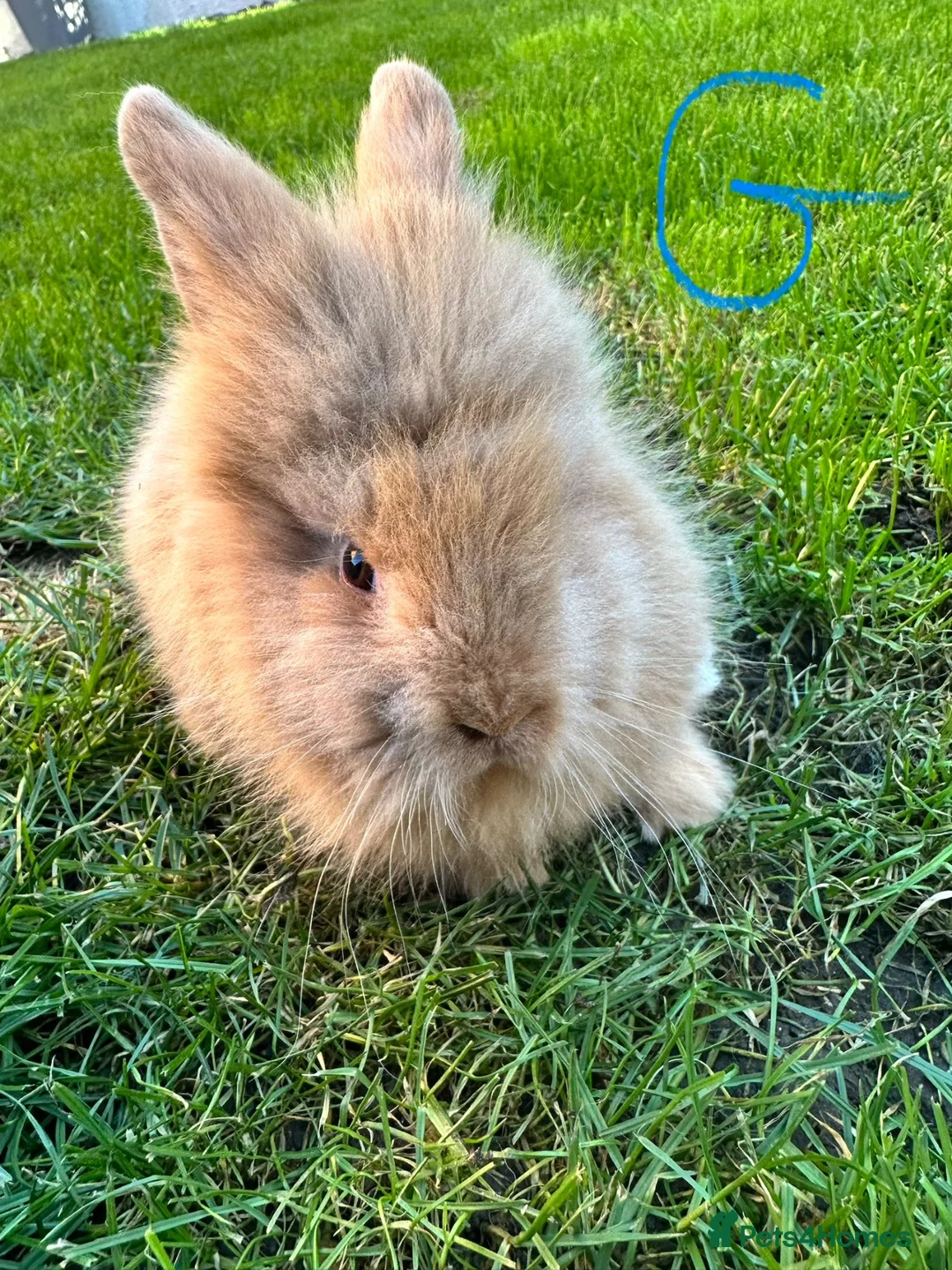 Lionhead rabbits for sale: Lionhead rabbits for sale  - Advert 24