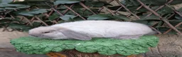 Mini Lop rabbits for sale: Pure bred mini lop bunnies - Advert 4