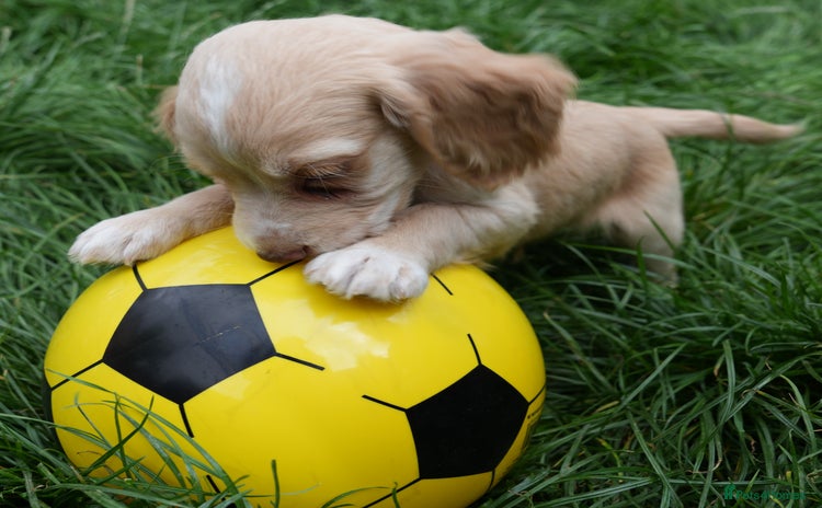 Cocker Spaniel dogs - Advert 6