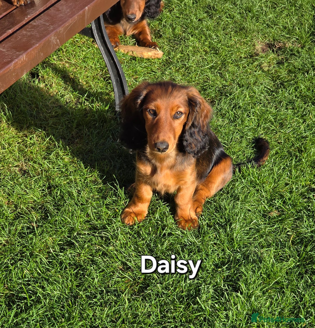 Dachshund dogs for sale: Red long-haired standard dachshund puppies - Image 15
