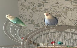 Lovebirds birds for sale: Lovebird babies - adorable - Image 9