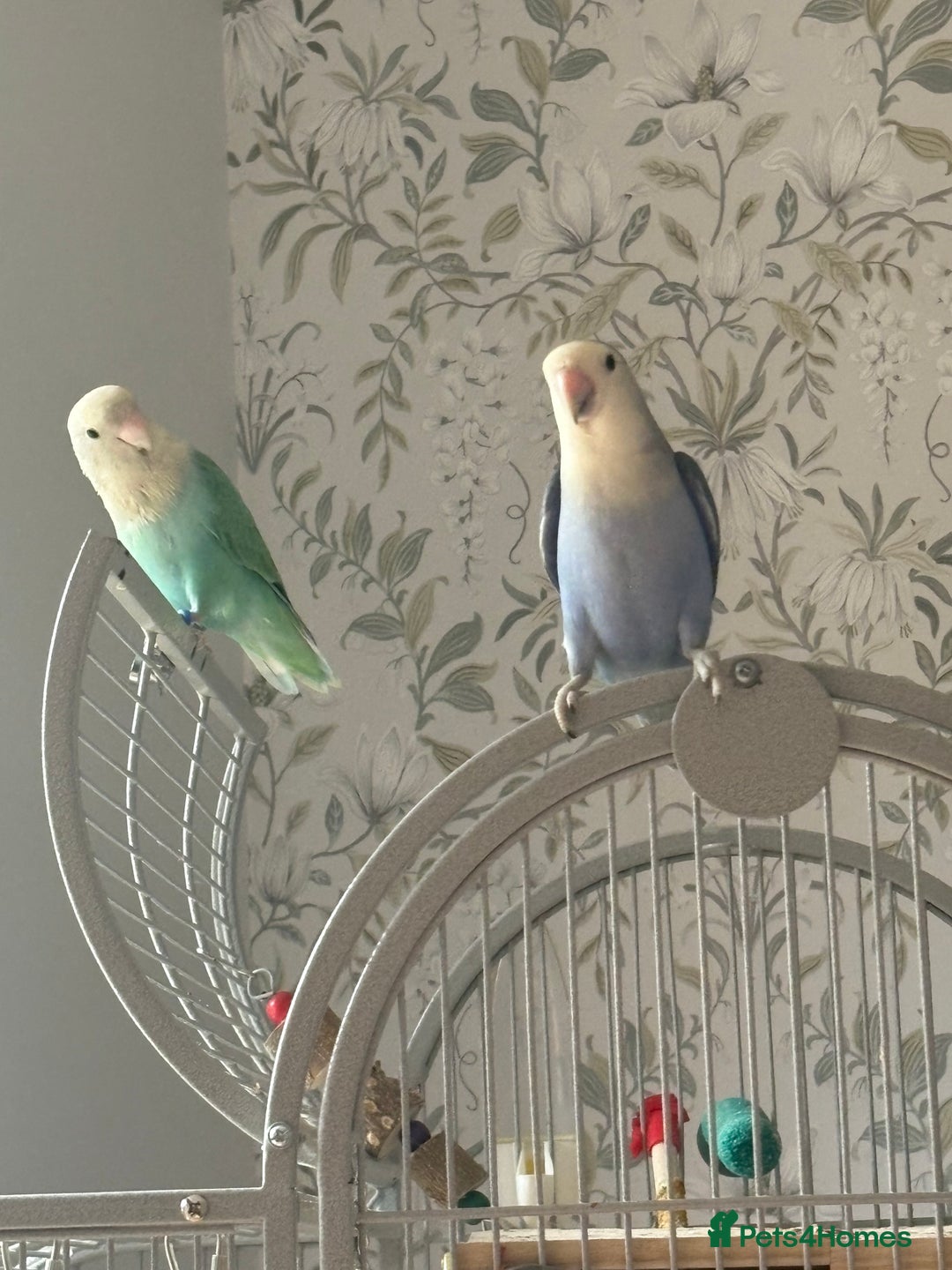 Lovebirds birds for sale: Lovebird babies - adorable - Image 9
