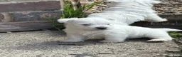West Highland Terrier dogs for sale: WEST HIGHLAND TERRIER PUPPIES - Advert 1