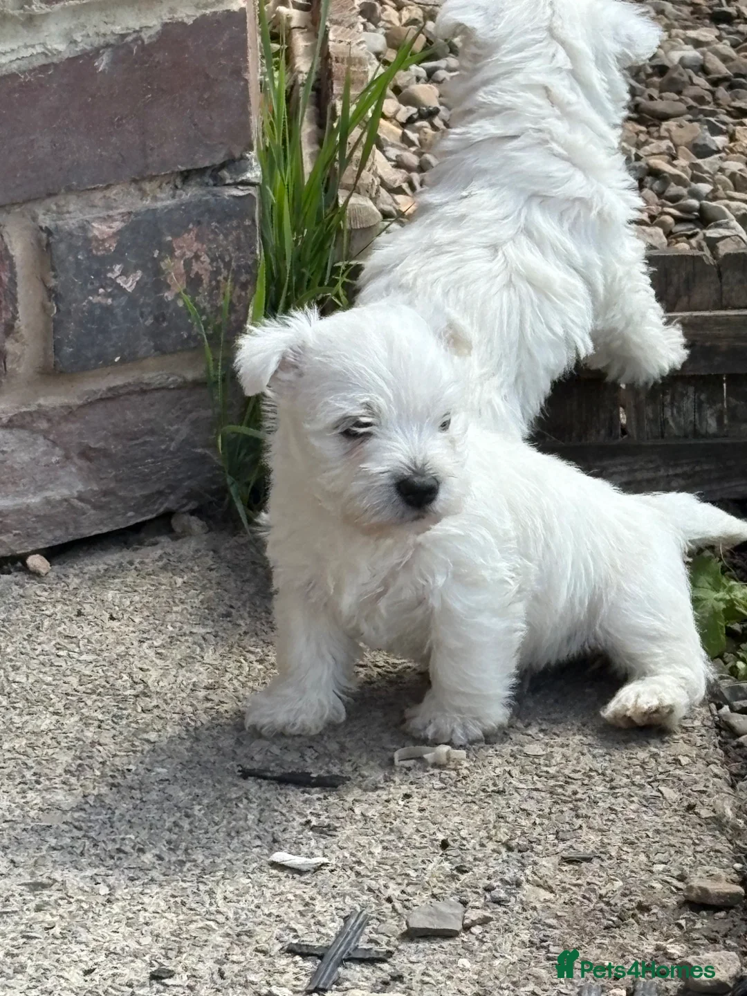 West Highland Terrier dogs for sale: WEST HIGHLAND TERRIER PUPPIES - Advert 1