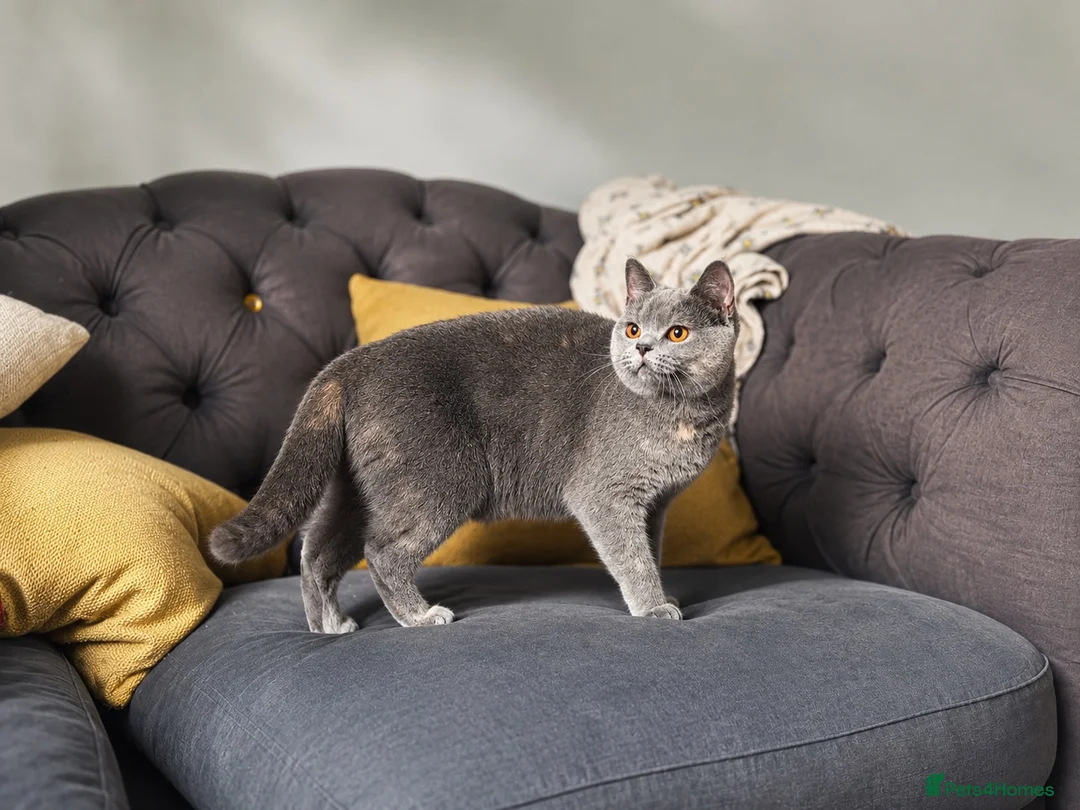 British Shorthair cats for sale: Beautiful British Shorthair Kittens  in Derby - Advert 9
