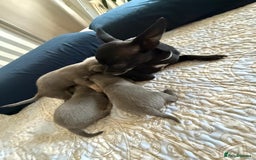 Chihuahua dogs for sale: Best quality Pedigree Puppies KC  - Image 23